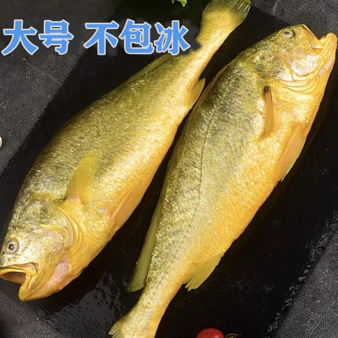 超大新鲜黄花鱼2.5-2.2每条发2条无冰衣速冻锁鲜山东渔港顺丰包邮