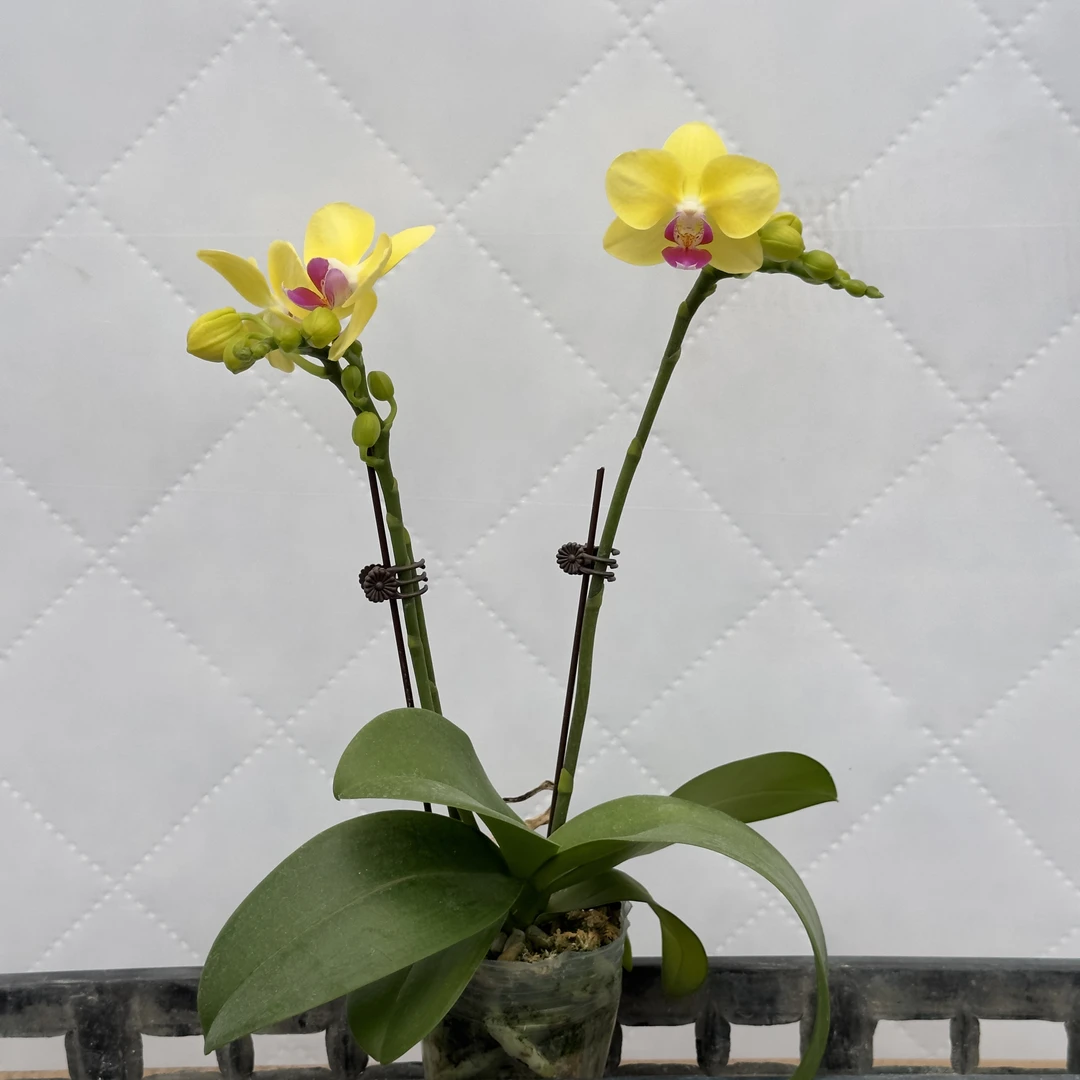 富豪优选（金马）蝴蝶兰花期长好养护