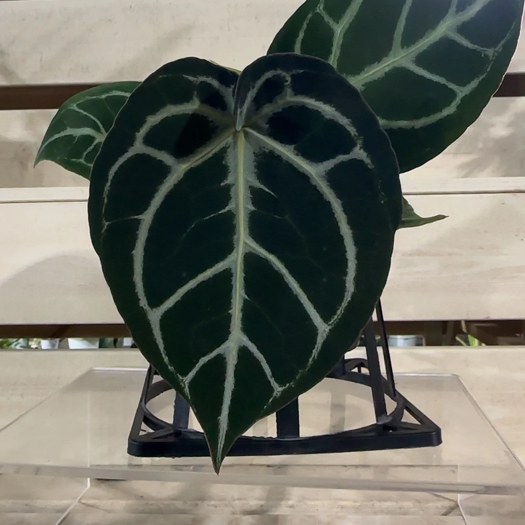 无花朵红水晶杂撕裂纹