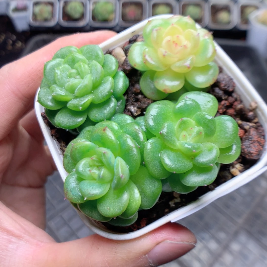 无花朵Q67yyyyyyyyy