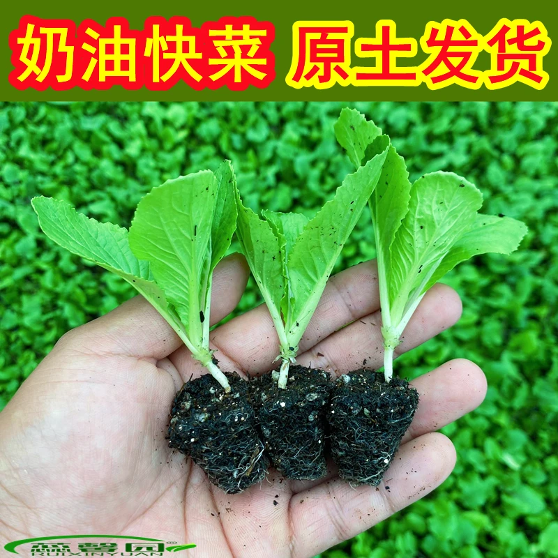 奶油快菜苗上海青苗青帮菜儿菜苗芥菜苗菜苗秋冬四季高产种幼秧苗