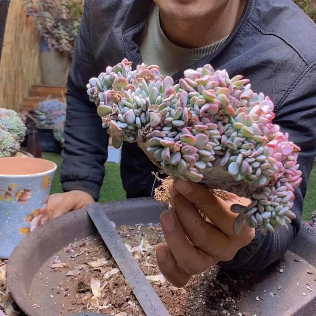 Z*yC344玛瑙缀化多肉植物