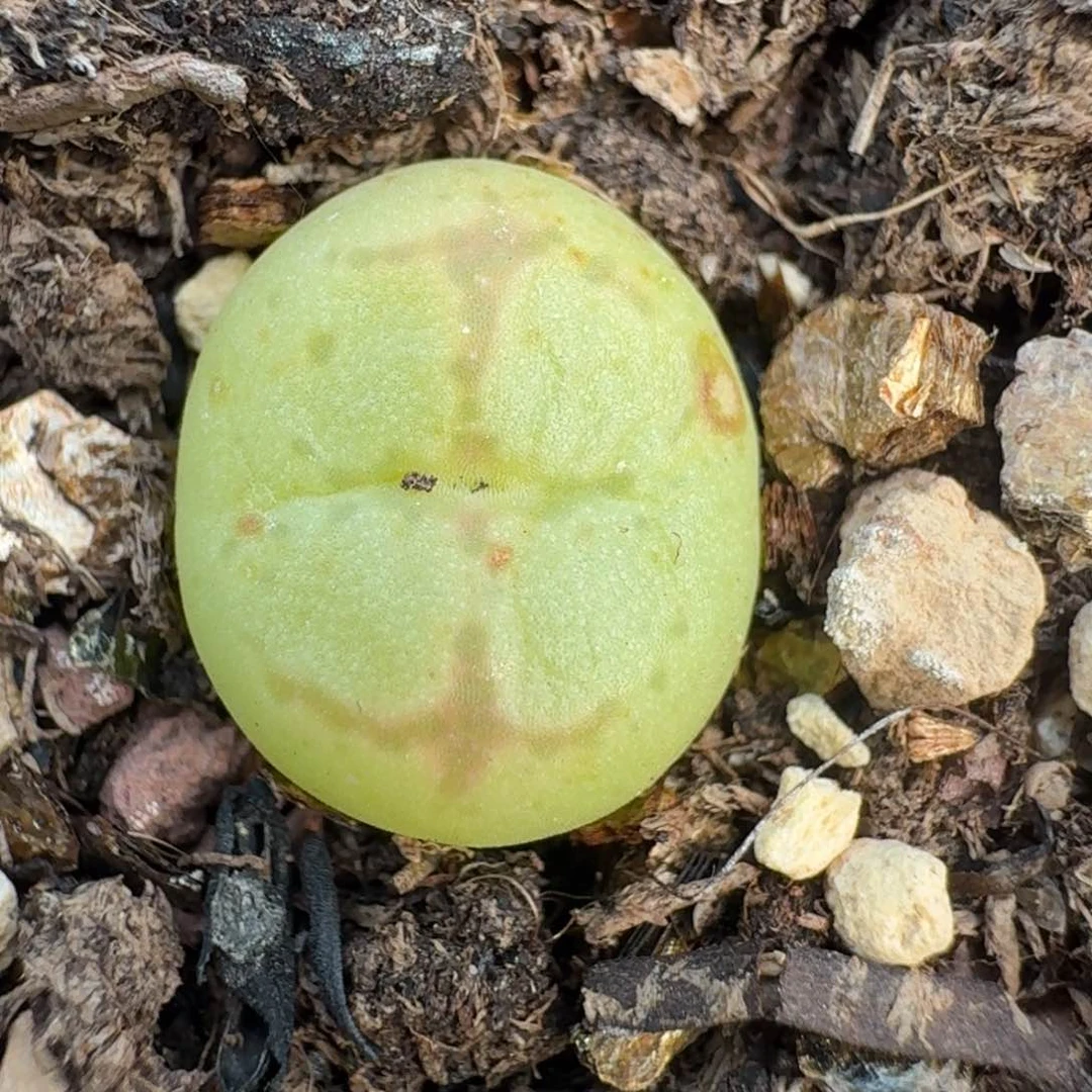 764带盆土发货0000000