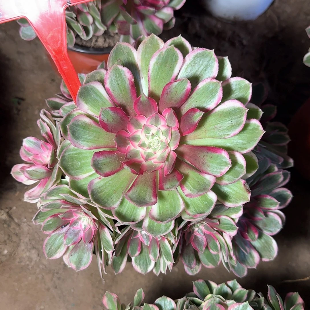 4159孔雀翎多肉法师