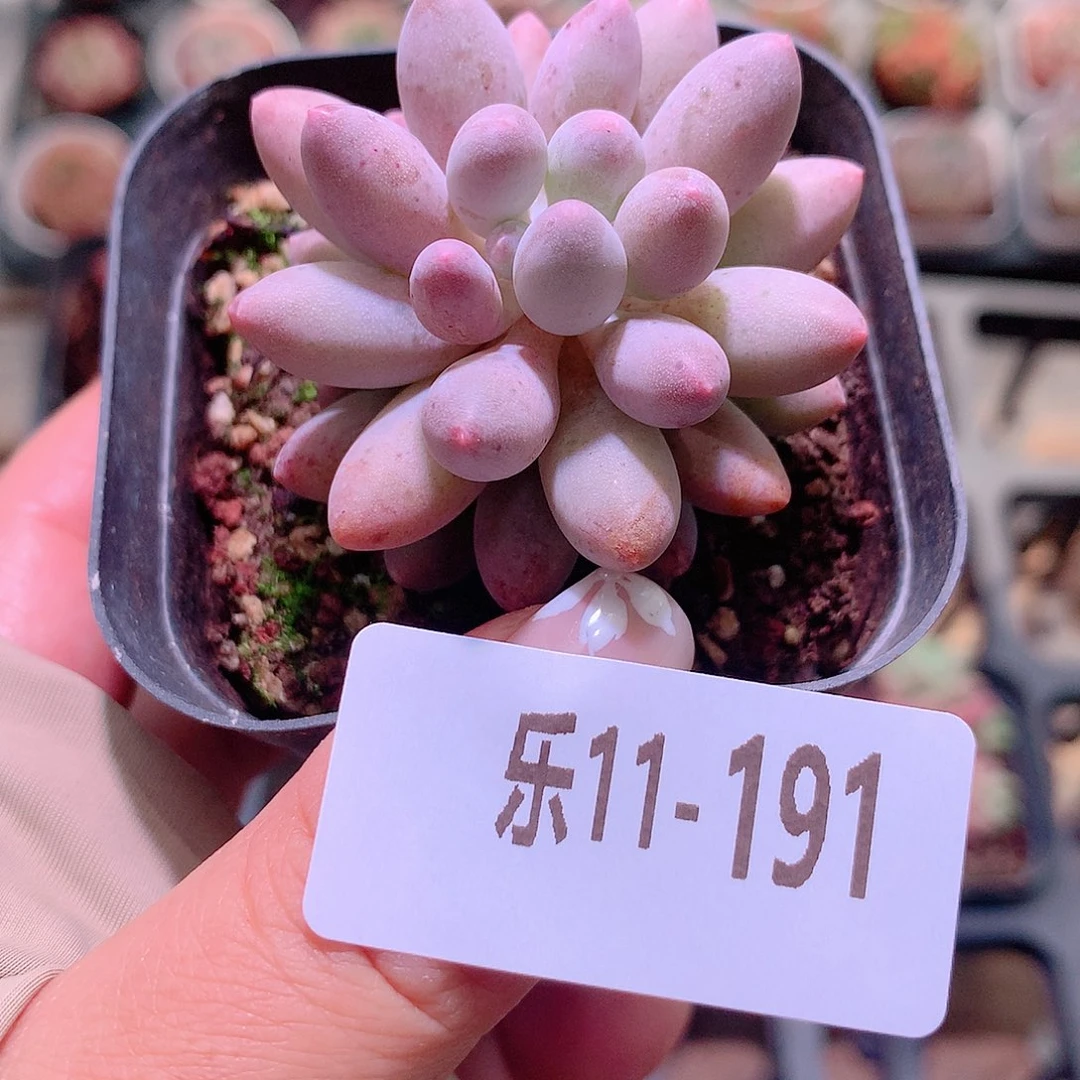 乐然11-191 婴儿手指