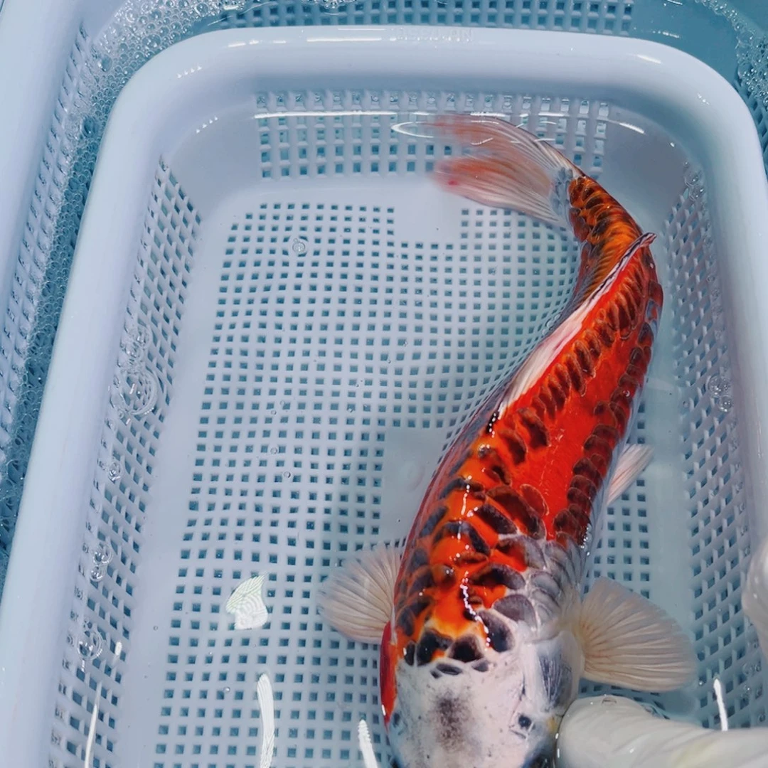 锦鲤锦鲤冷水鱼观赏145