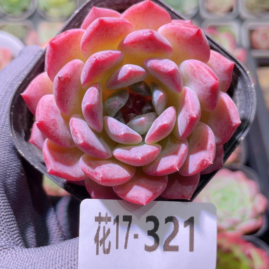 花利美17-321颜霜