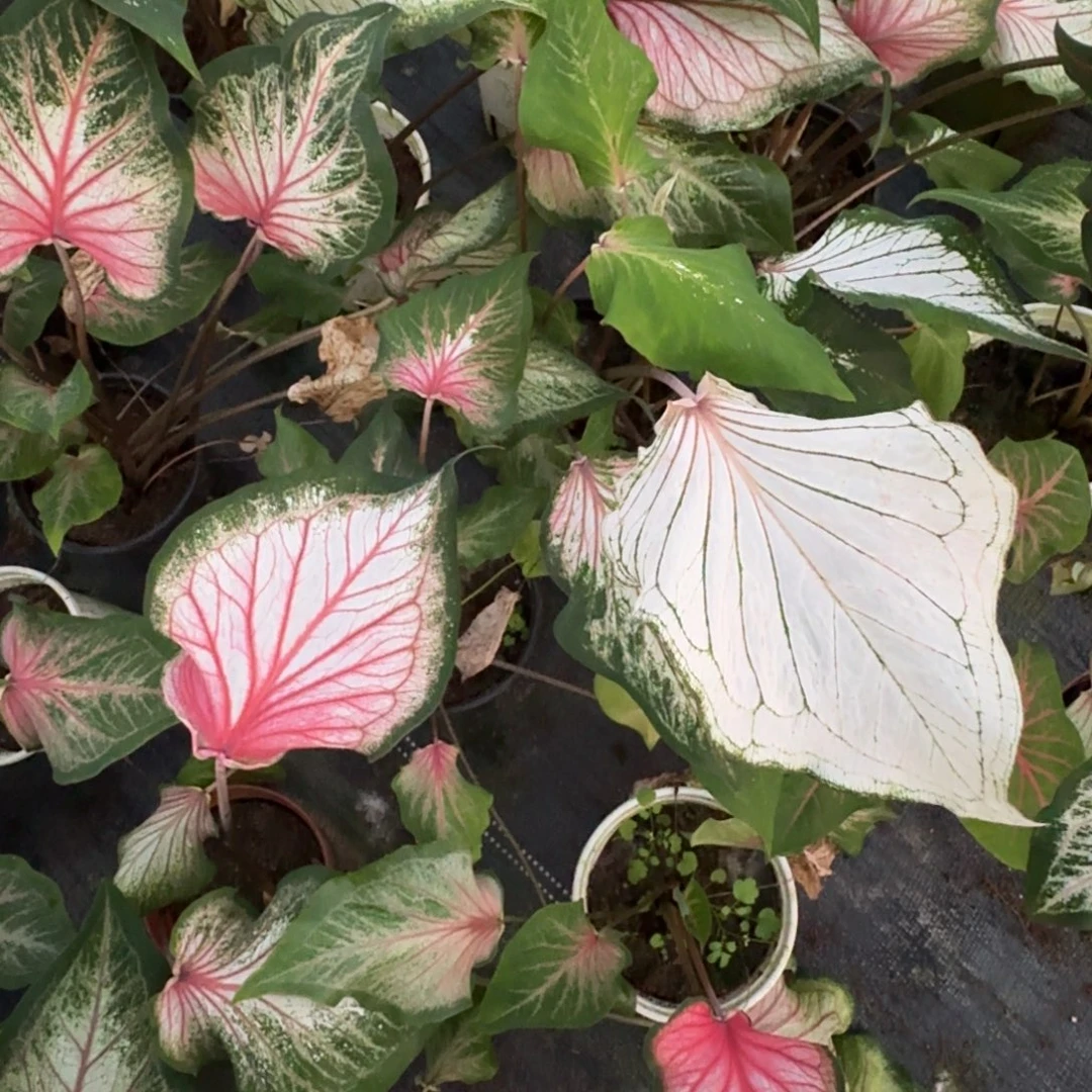 无花朵粉宝石种球剪叶发货3-5公分