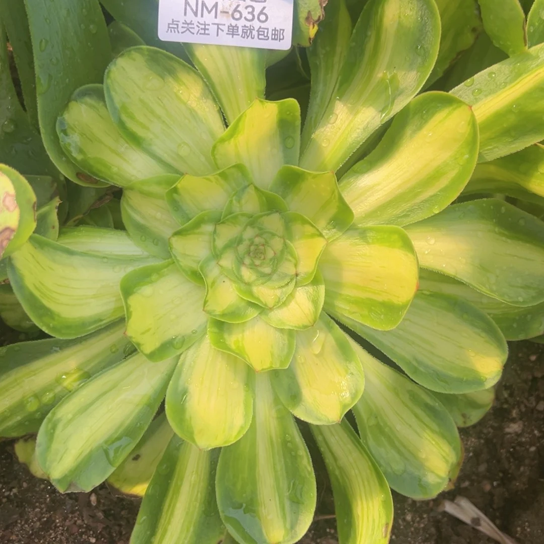 暴君多肉植物636