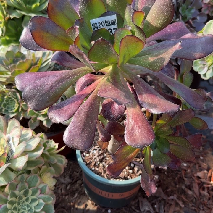 满20包邮，637红酒巫毒