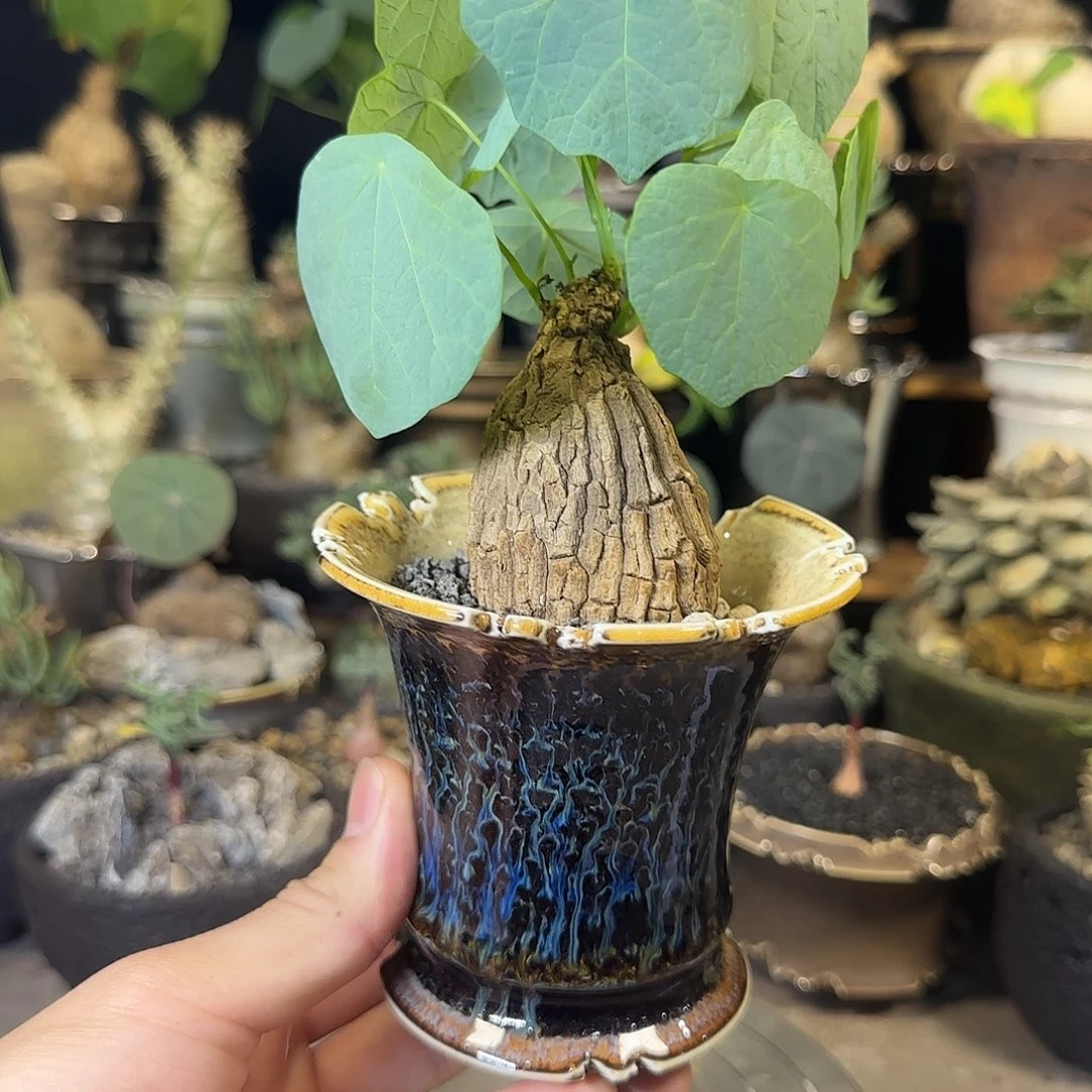 一物一拍老家龙甲龟230