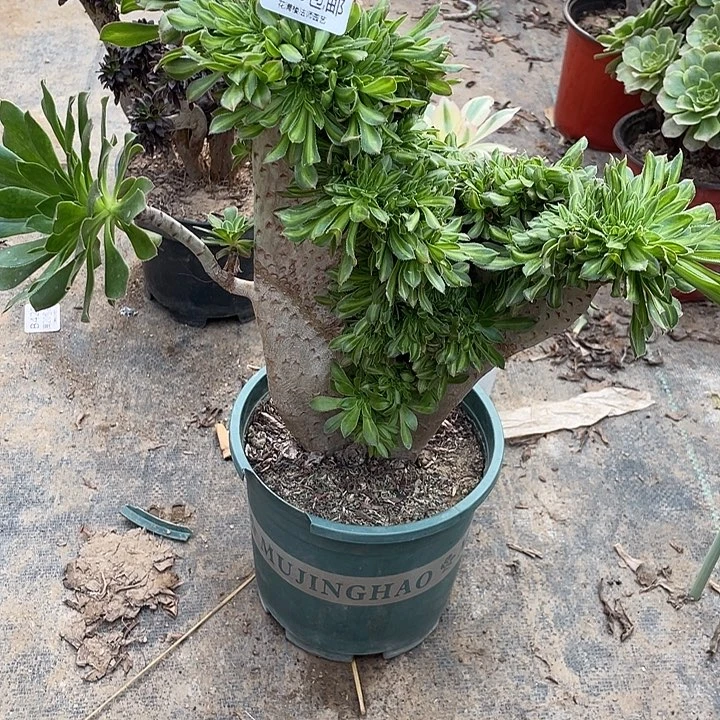 765碧萝春缀化多肉法师多肉