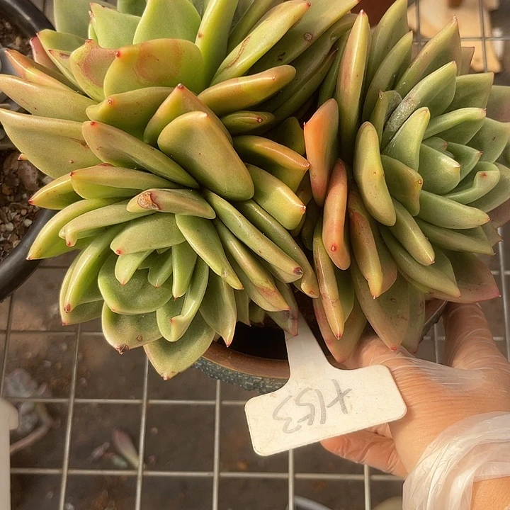 花***圆两单包邮，一物一拍153