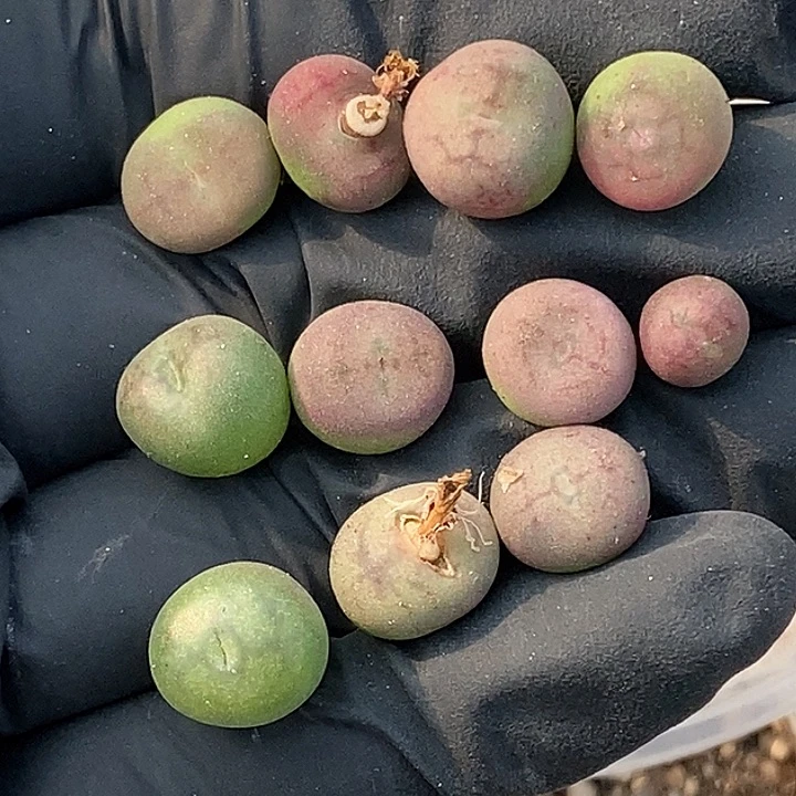 y****e桃喜花园02011-7杂交11颗