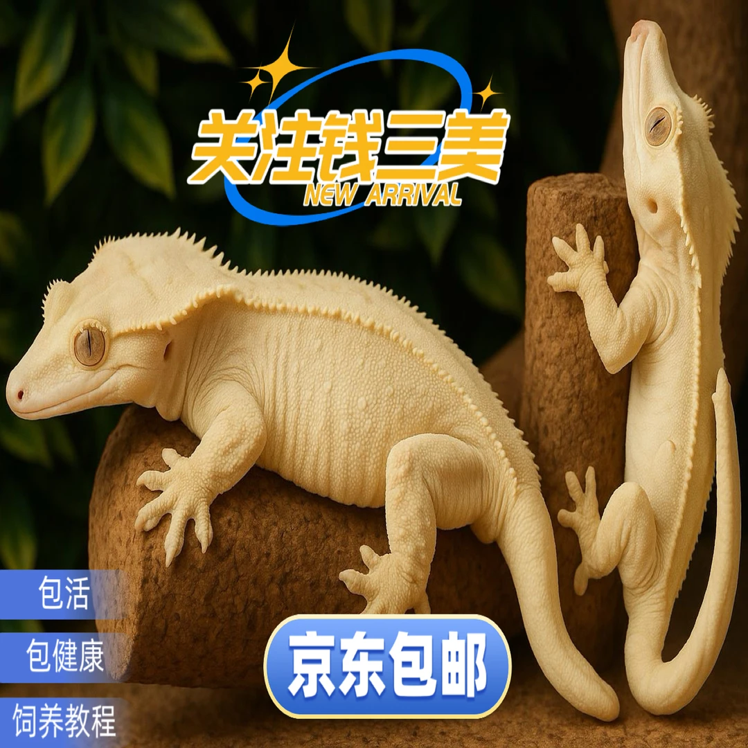奶油捷角活体温顺可爱