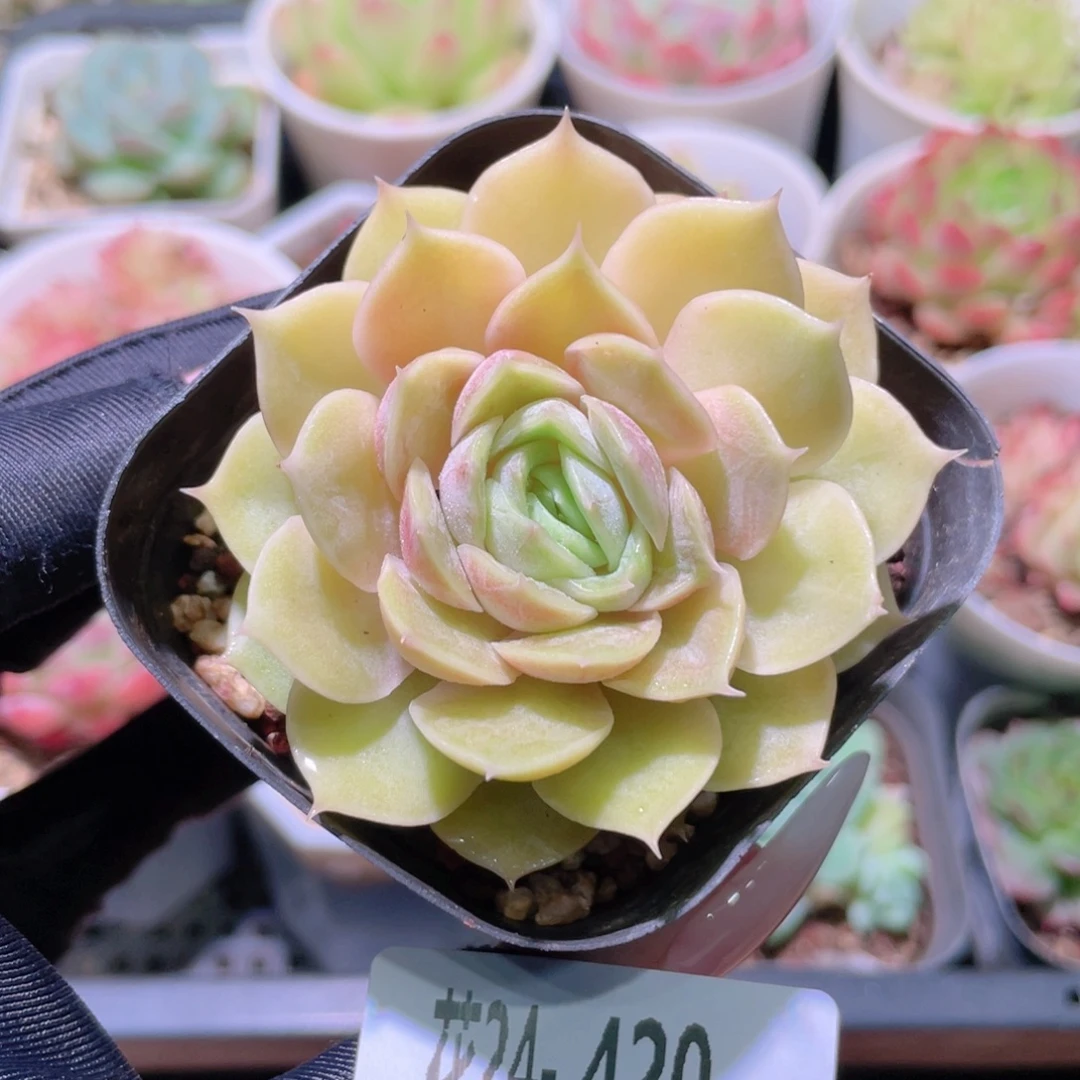 花利美24-420昂斯诺