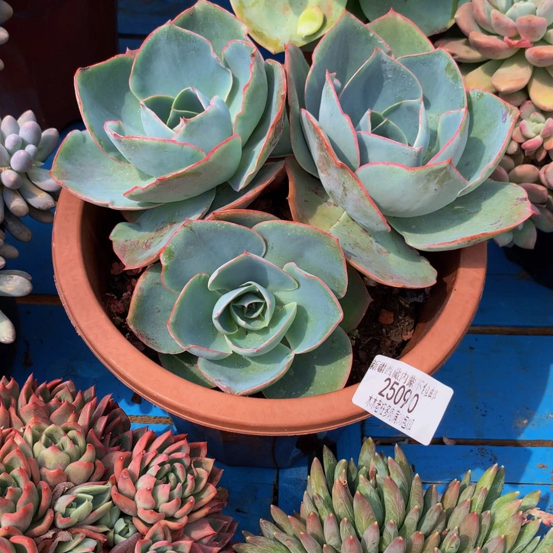 ~****光  达芬奇25090