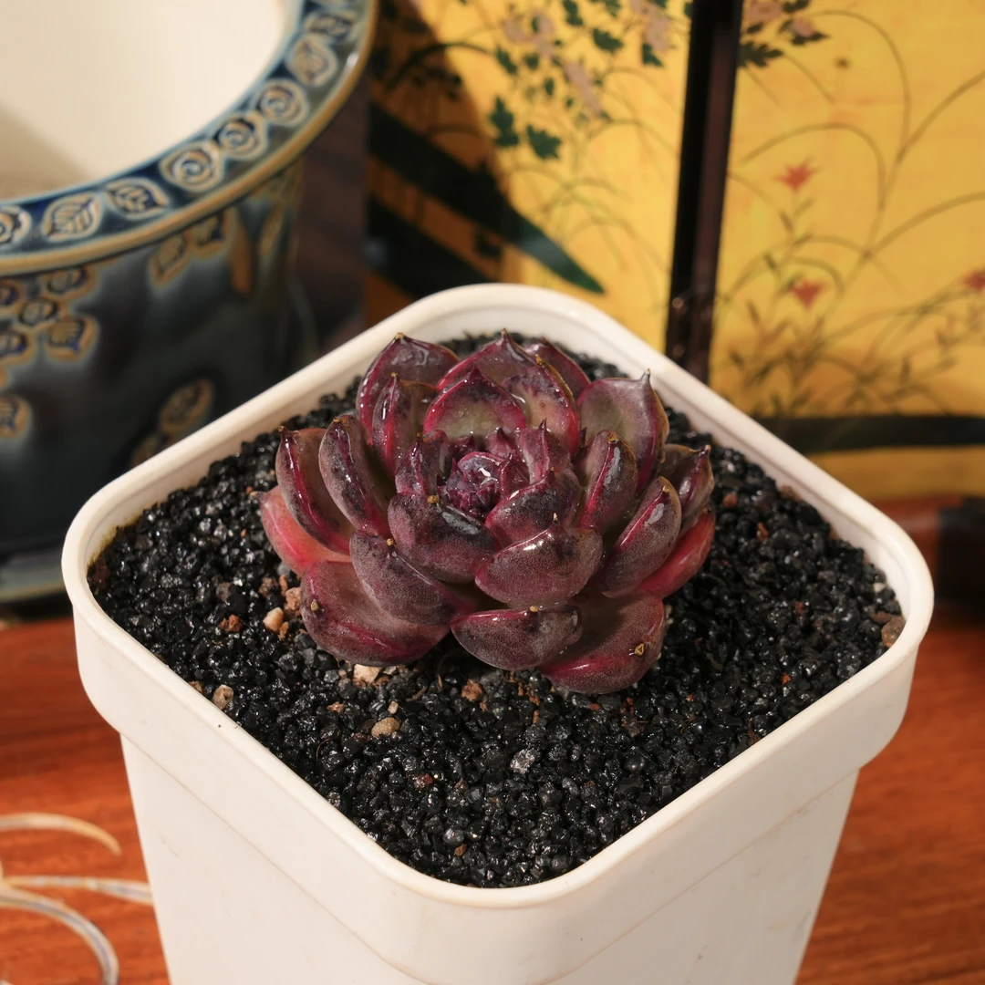 【从前慢甄选】紫薇多肉  量拍链接