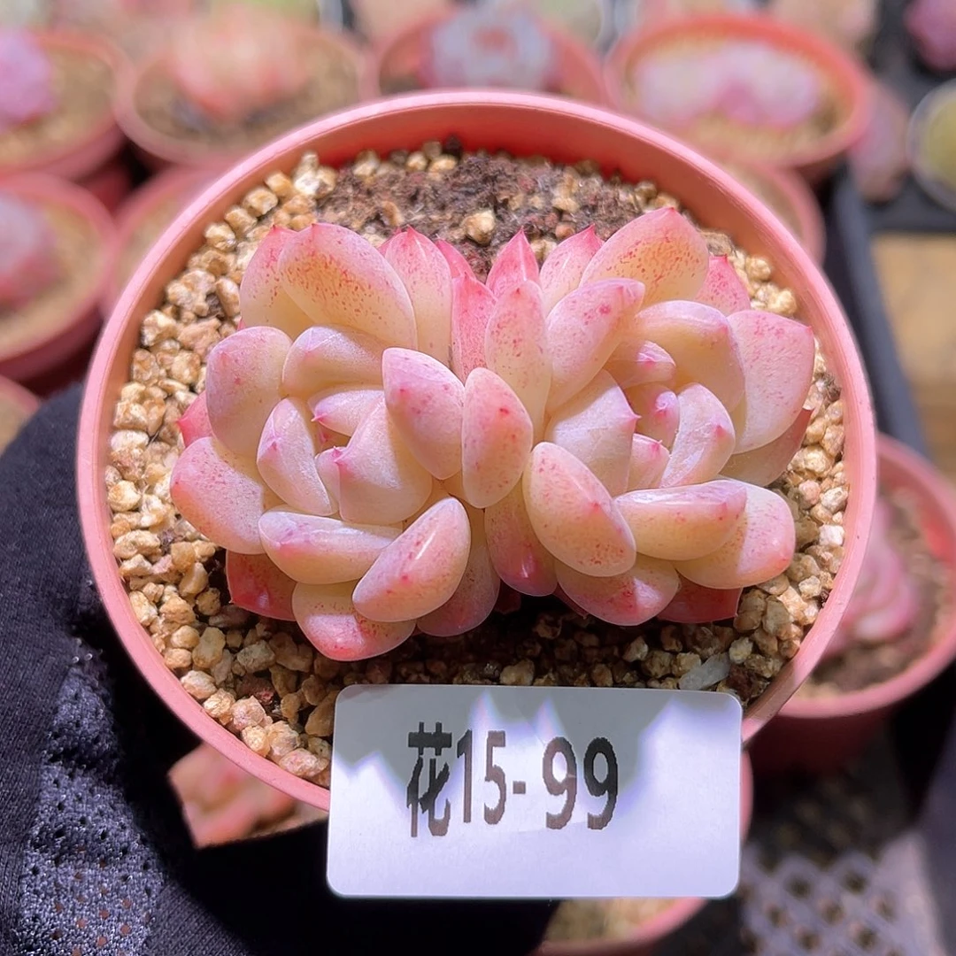 花利美15-99新品双头