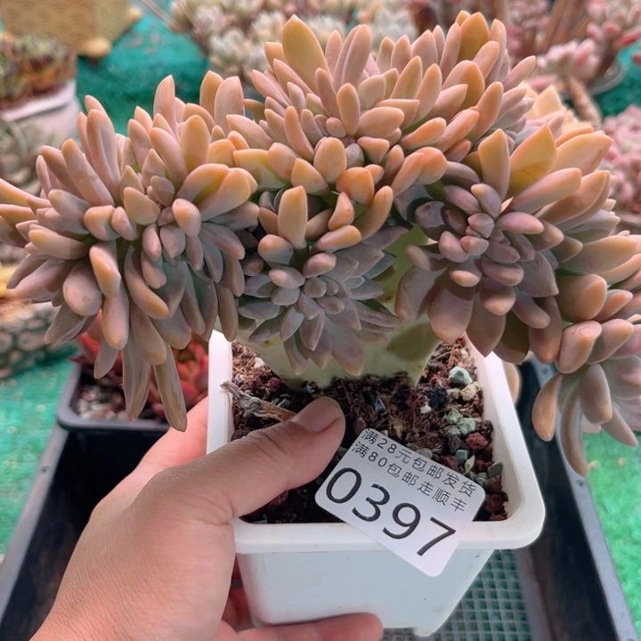 大0397（vzvzvcvbbvvb