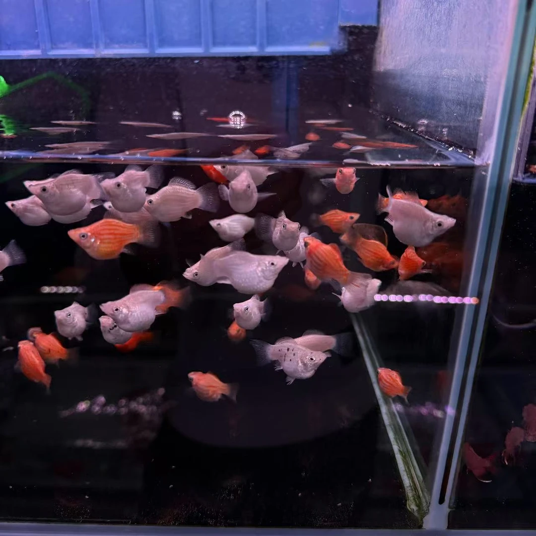 皮球鱼 玛丽球  可繁殖  热带鱼  10条/单