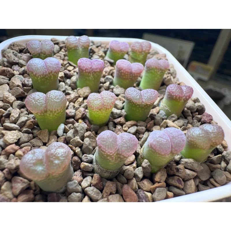 502多肉植物肉锥粉水晶一颗