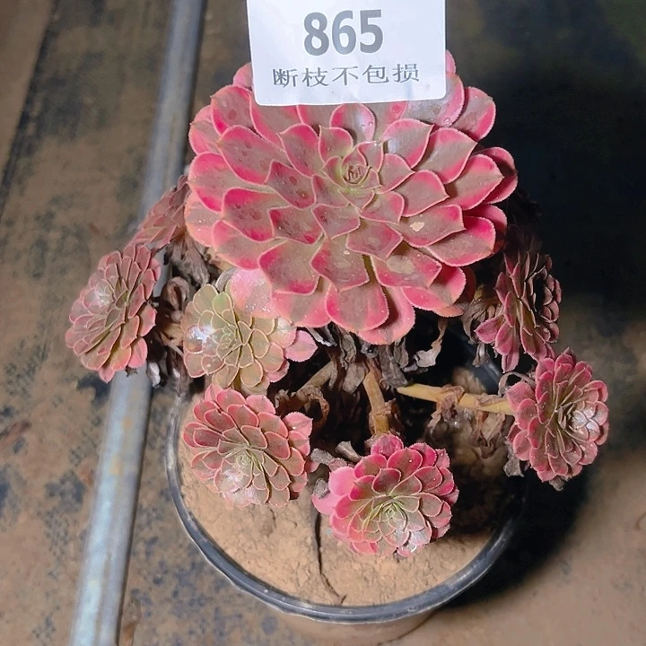 865黑同白多肉植物