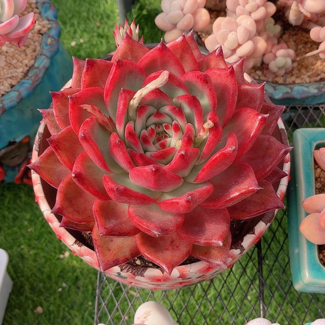 于*辰菩萨玛丽亚精品多肉