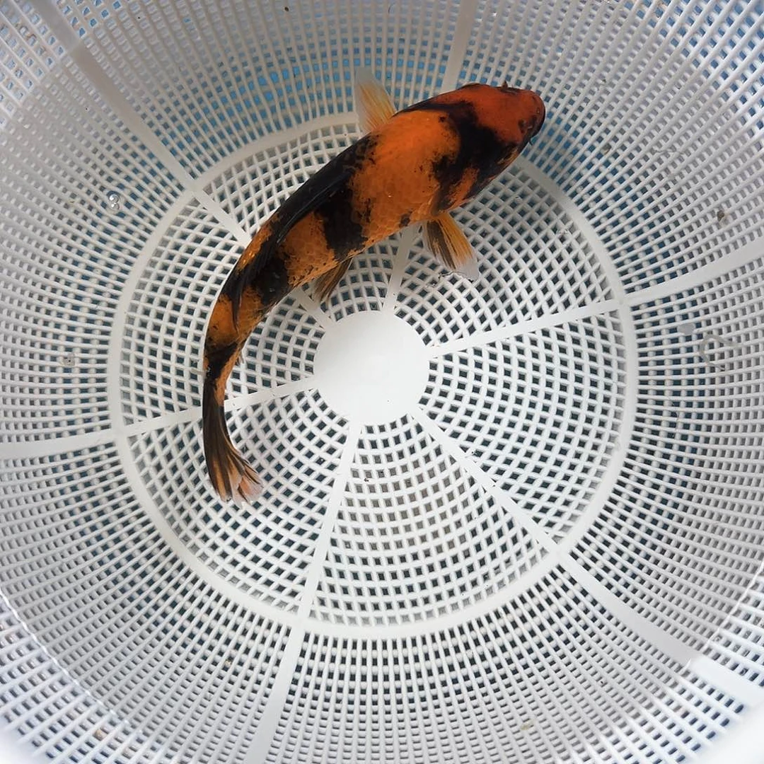 锦鲤鑫泓锦鲤养殖基地