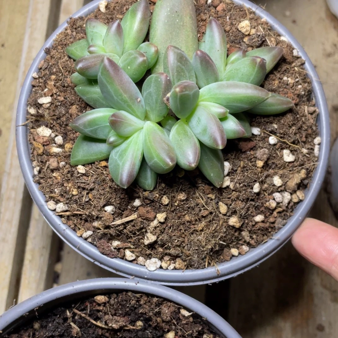 多肉植物的生长发育和生长