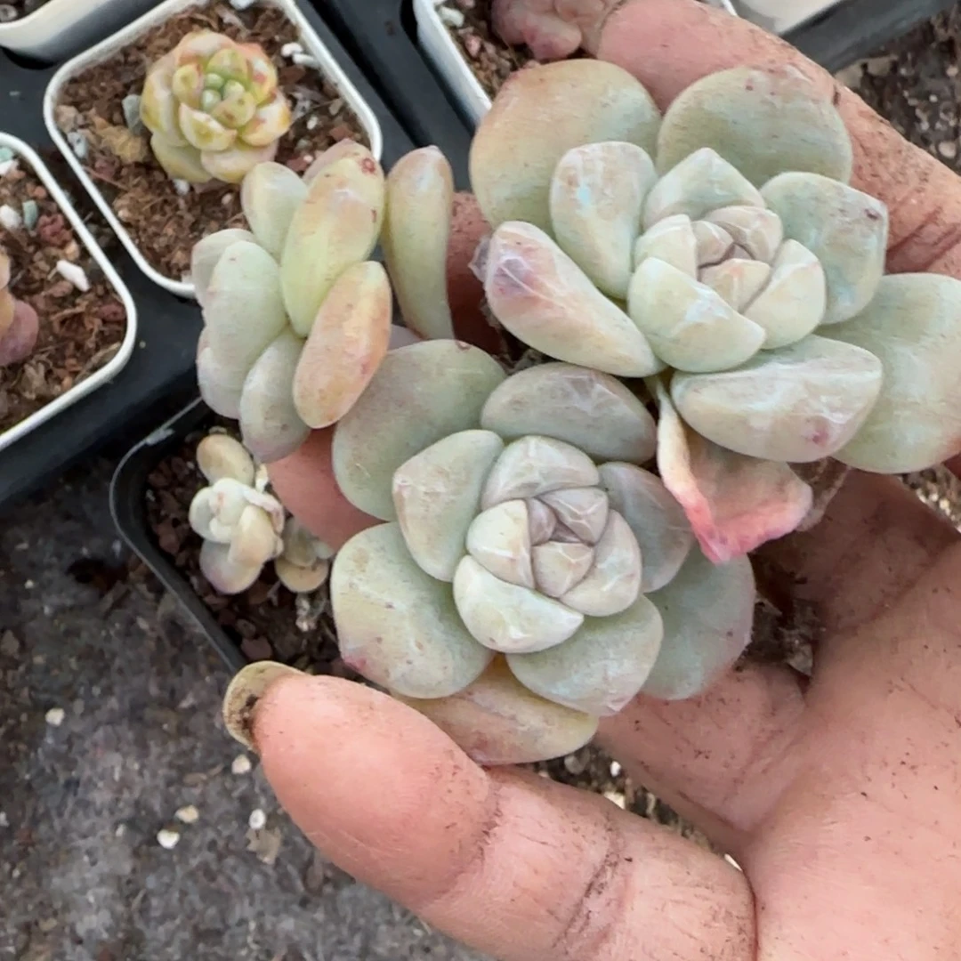 随***性多肉小卡拉米糖心一物一拍
