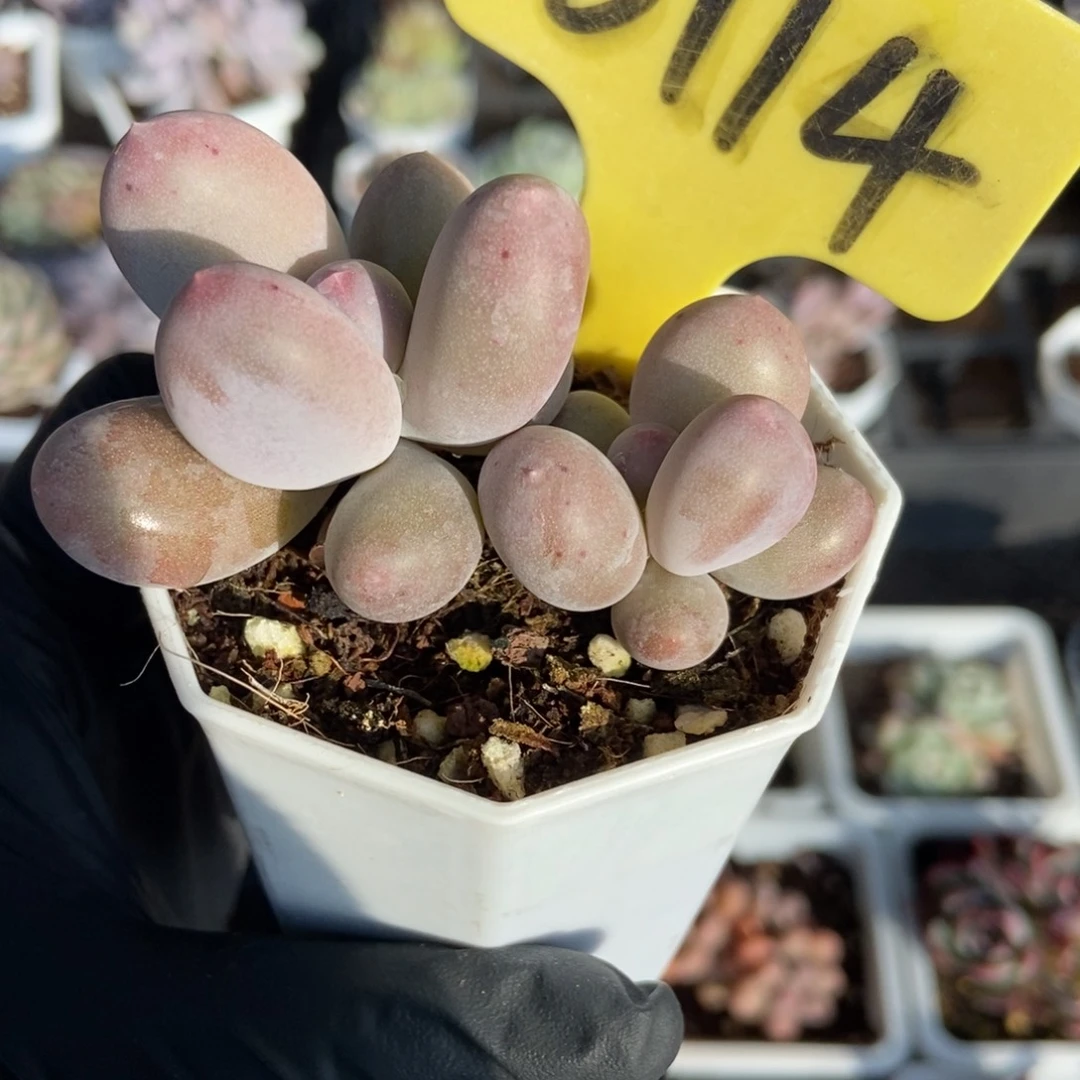 6114米可奶多肉植物多肉