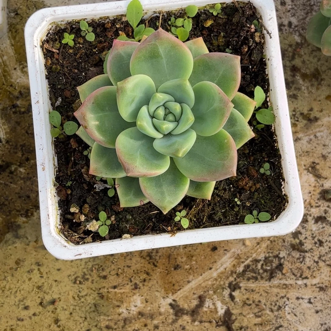 鱼***2樱落多肉植物单头