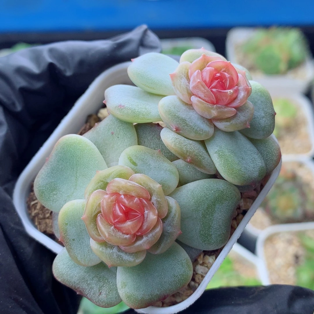 58包邮  群生不包整彩恋36
