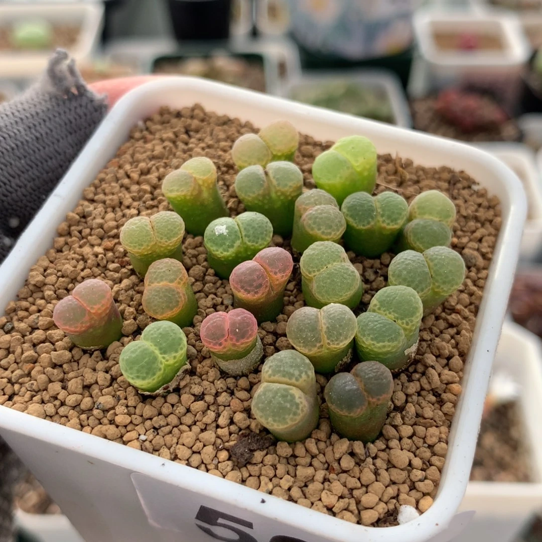 502粉樱风铃20一盆