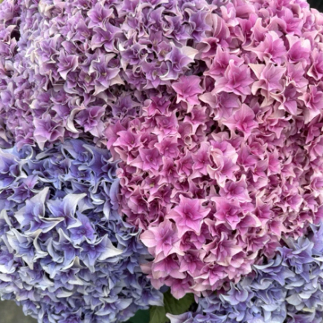 【沙轮列车5加】粉紫色绣球 露天老桩 贵州基地包邮直发