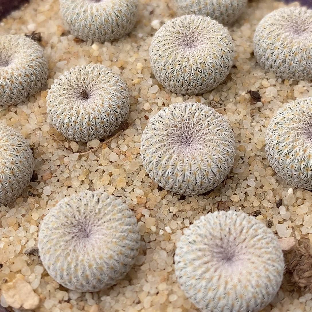 实生月世界一颗买2送1