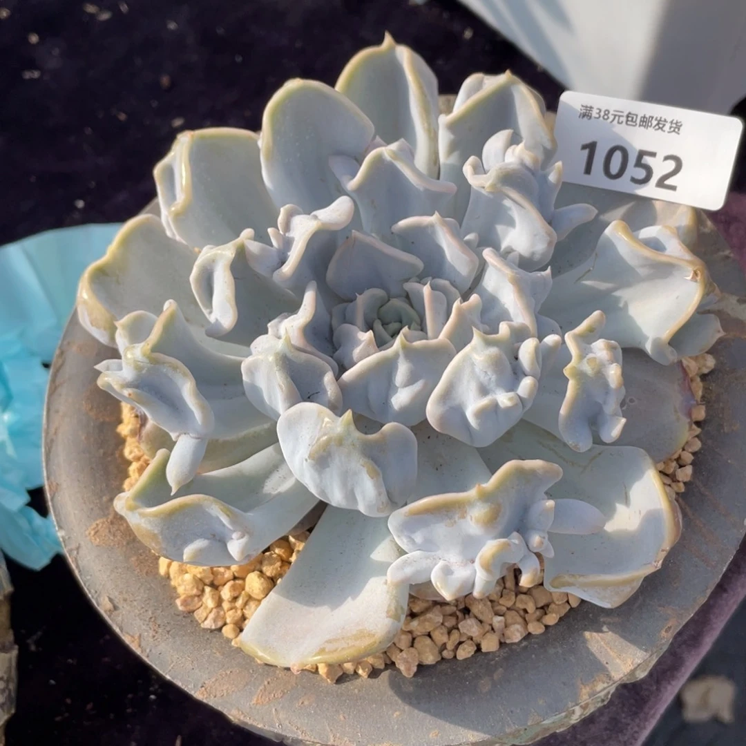 1052白饺子皮变异单头多肉植物
