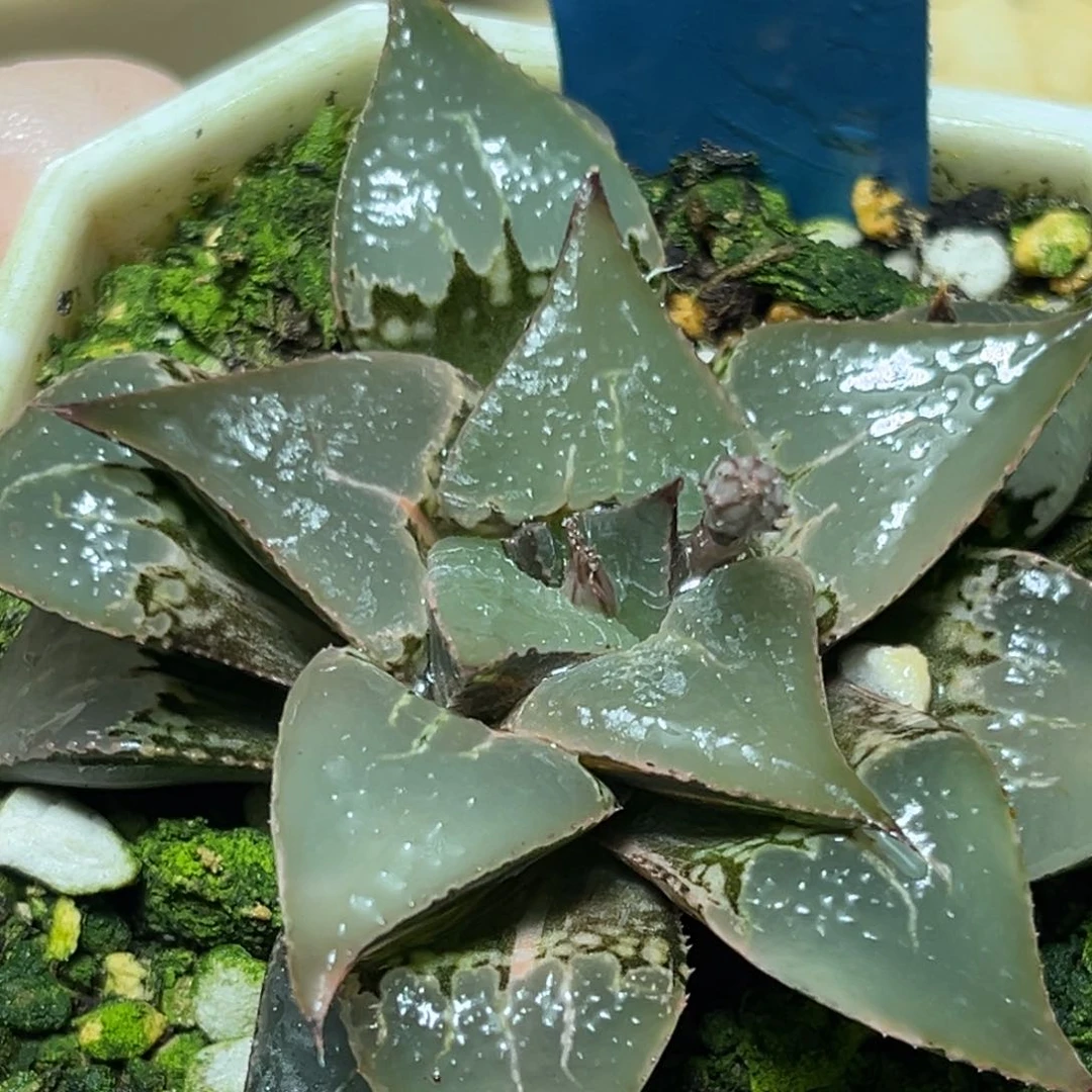 恭喜发财大吉大利0154