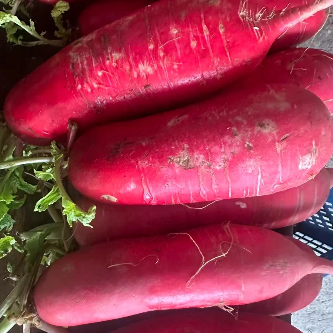 【萝卜】农家自种萝卜