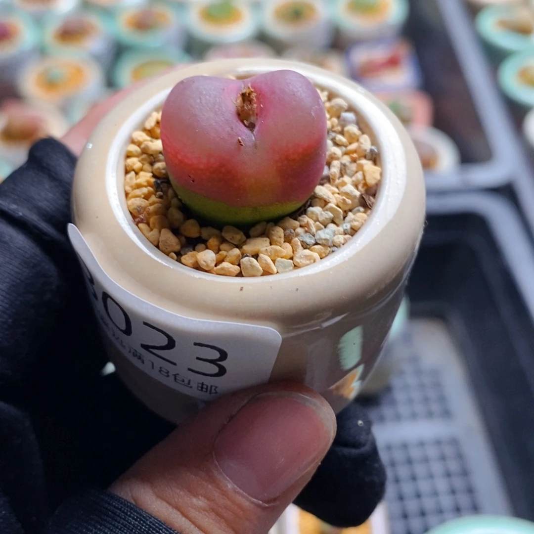 3023-一物一拍 带盆