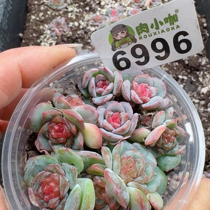 多肉植物多肉植物