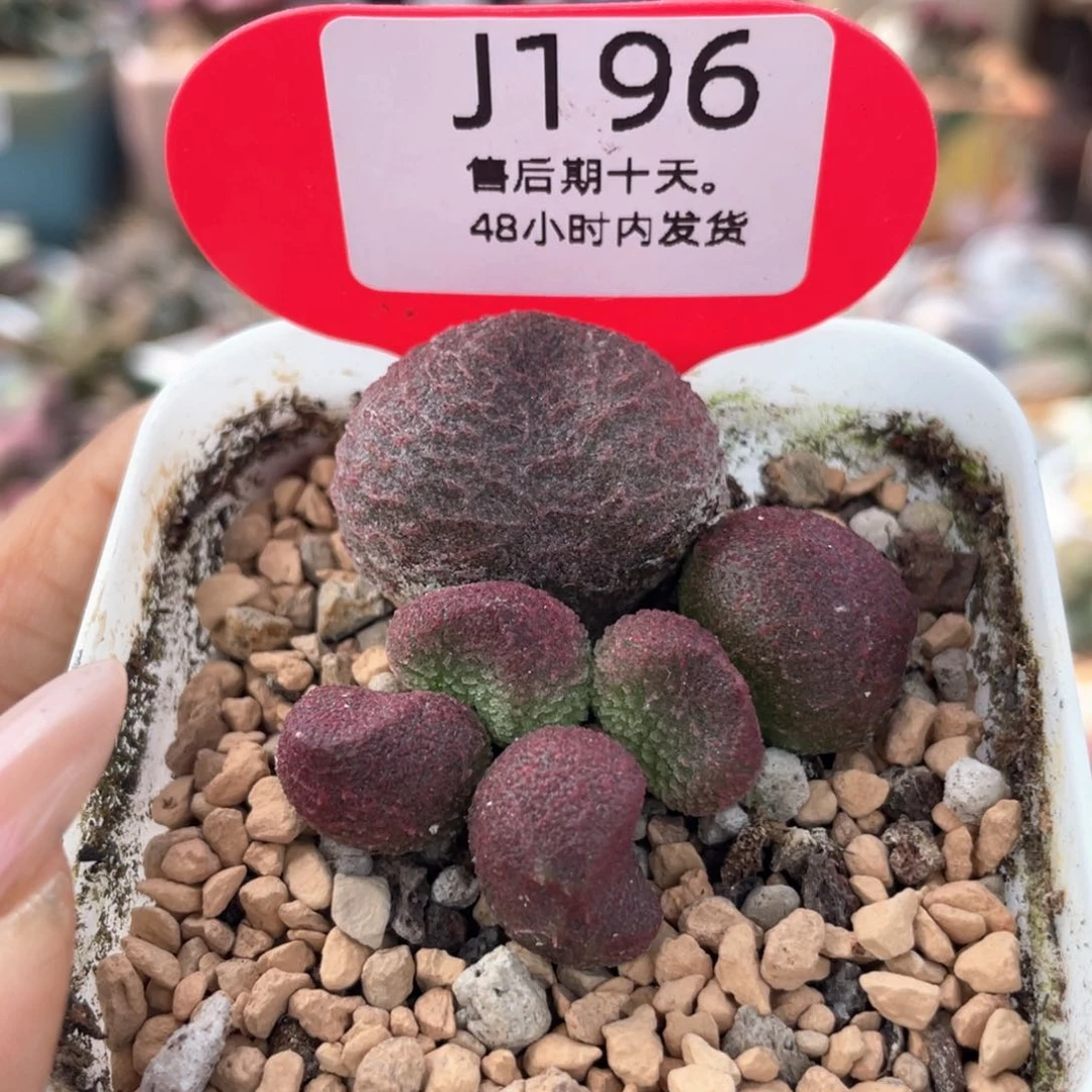 水蜜桃。  196。