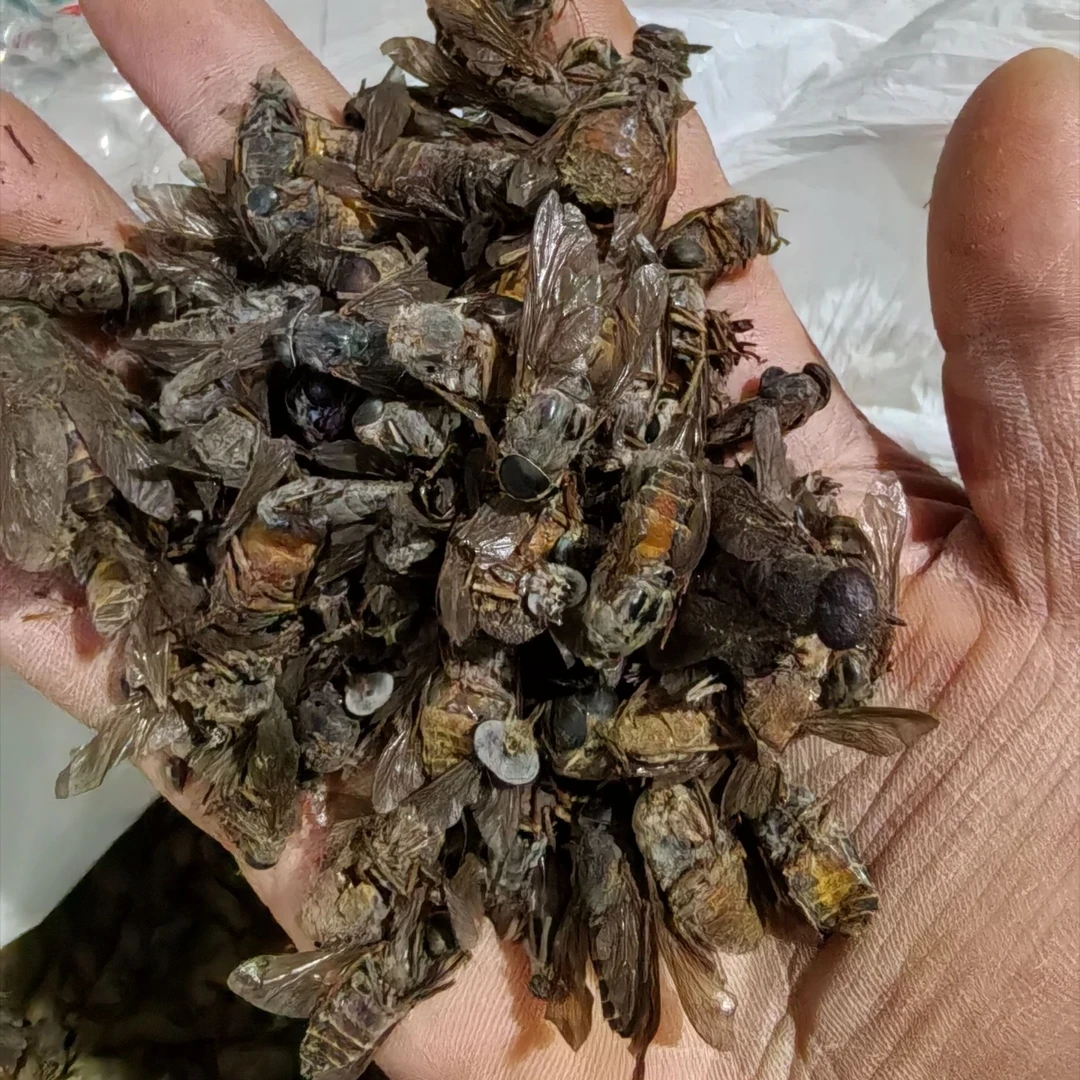 四川牛虻 生虻虫 全牛虻带翅足 难免有残缺的断节