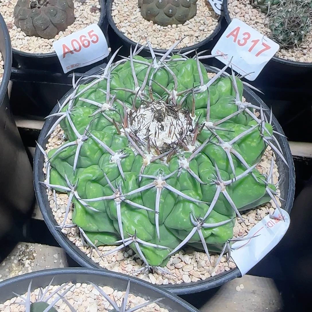 圆盘玉 自根仙人球507