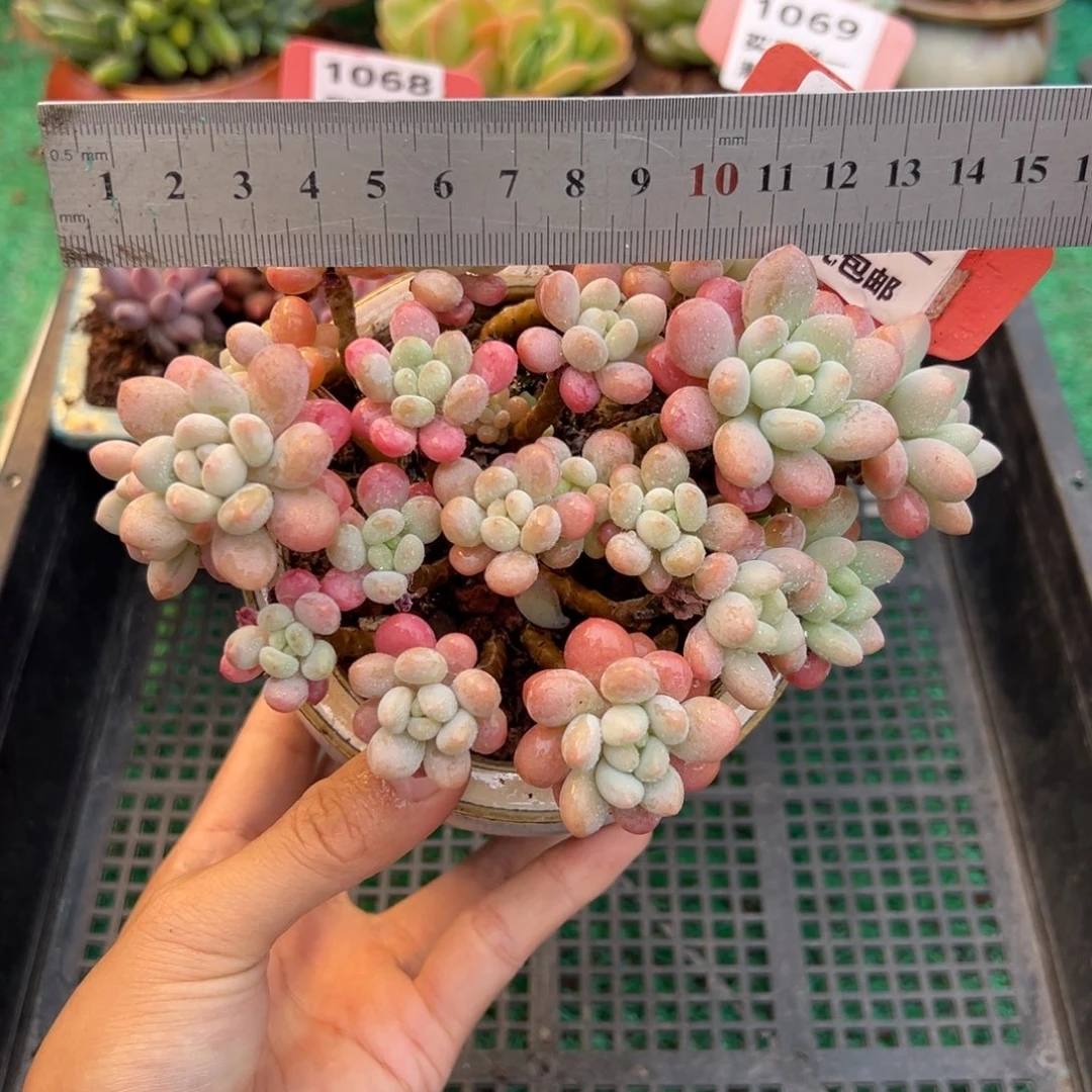 表妹精品多肉植物1045.