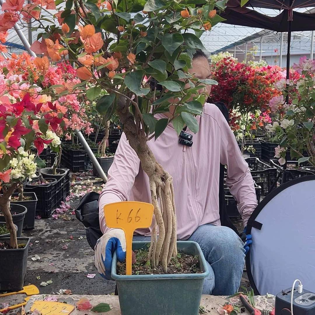 晨***曦大部分花苞少量开放K66波妹