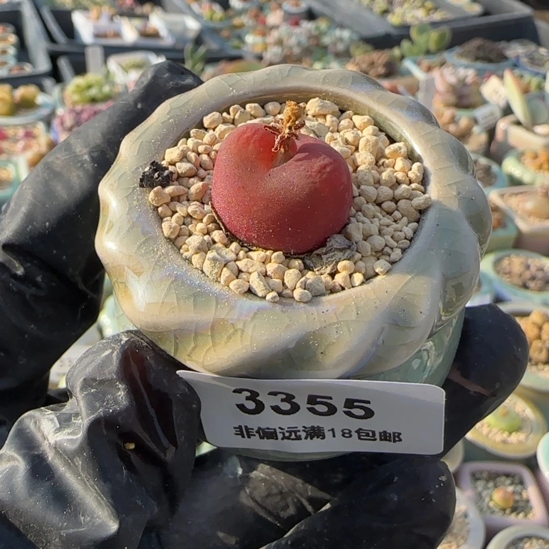 3355-一物一拍 带盆 水蜜桃