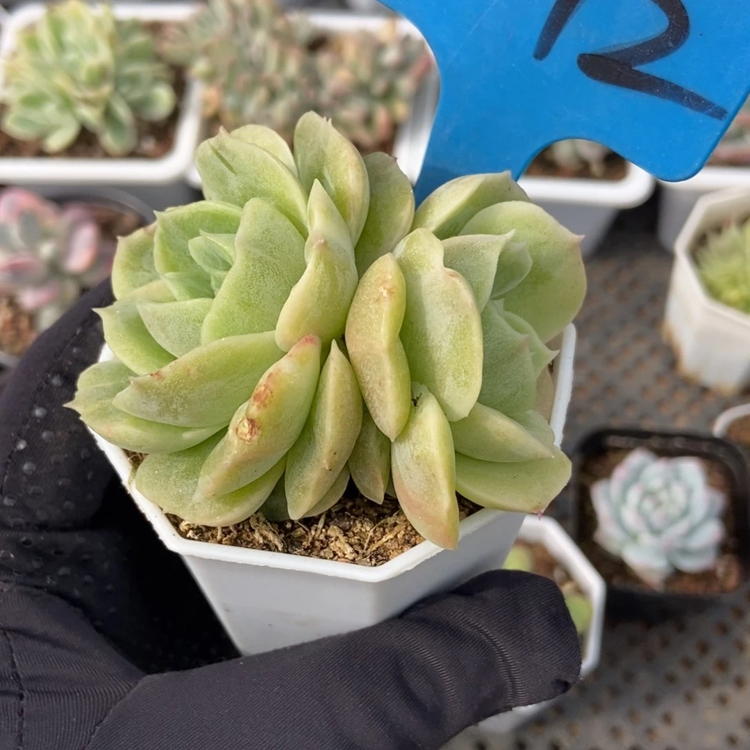 1012昂斯诺石化多肉植物