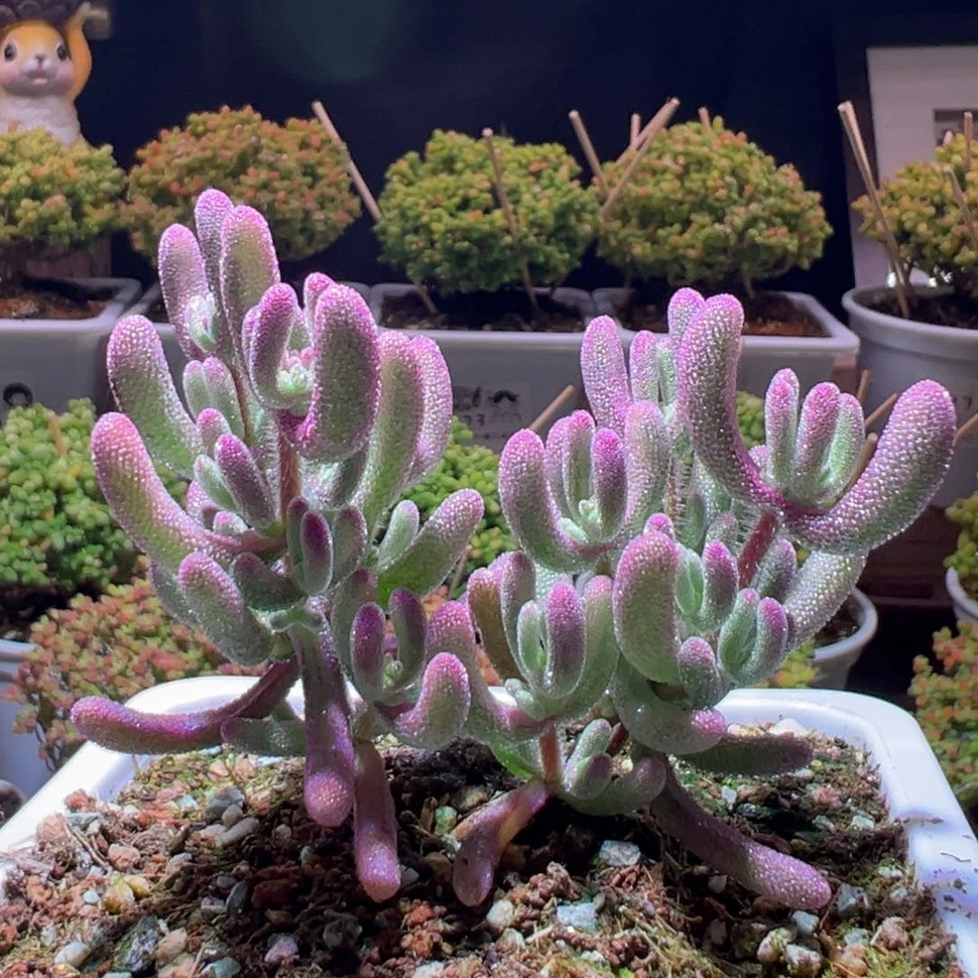 516紫闪光一物一拍带盆土发货